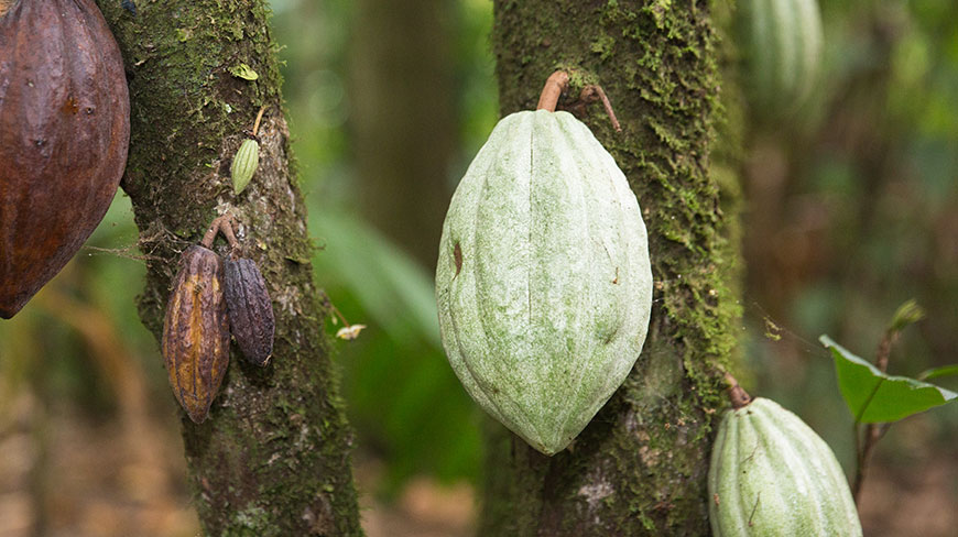 Cacao pods in various stages of ripeness grow on a mossy tree trunk in Ecuador.