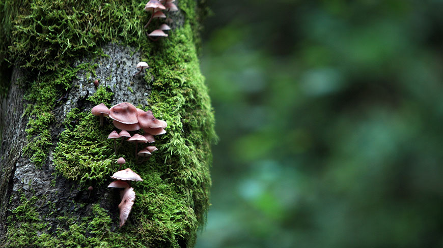 Close-up of small brown mushrooms growing on a mossy tree trunk in an Oregon forest.