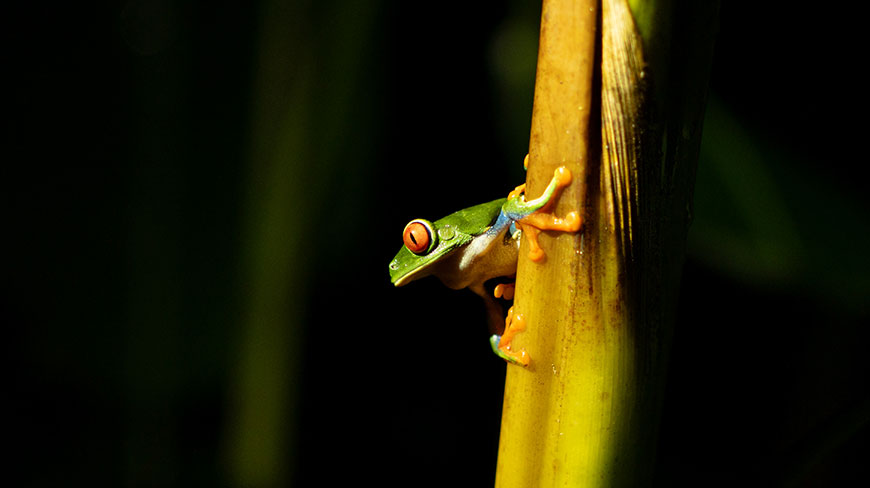 A small green red-eyed tree frog with orange feet clings to a thick stalk in Costa Rica.