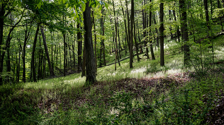 Sunlight filters through the trees onto a grassy, fern-covered hillside on the Appalachian Trail in Pennsylvania.