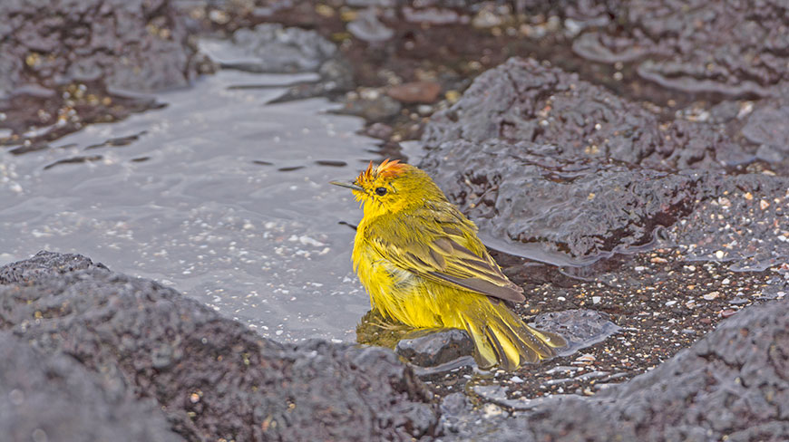 A wet, yellow warbler sits on a dark volcanic rock next to a puddle in the Galápagos Islands.