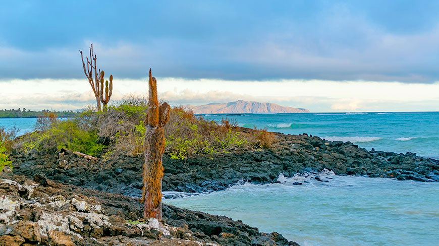 Cacti grow on the rocky volcanic shore of Garrapatero Beach in the Galápagos Islands, with turquoise water and a distant island in view.