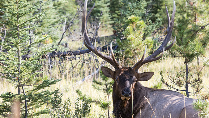 Exploring Canadian Rocky Mountain Parks