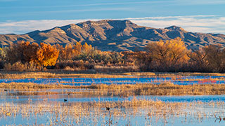 A scenic view of the Bosque del Apache National Wildlife Refuge in New Mexico with water, autumn trees, and mountains in the background.