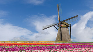 A classic Dutch windmill stands behind rows of colorful tulips in the Netherlands under a partly cloudy blue sky.