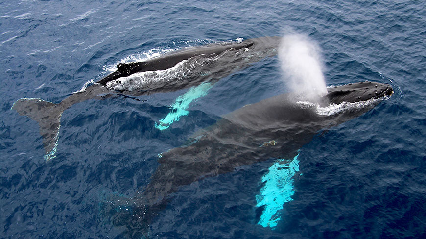 An adult humpback whale and its calf swim together at the ocean's surface, the adult spouting a plume of water from its blowhole.