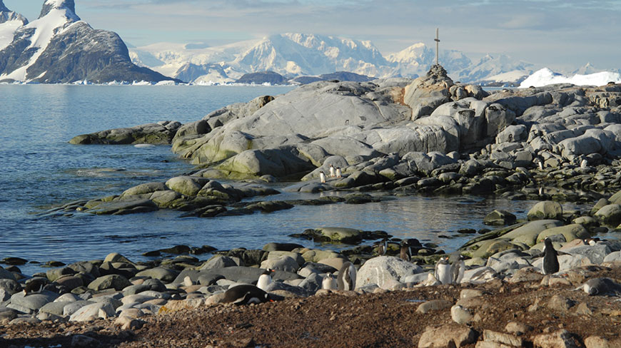 Penguins gather on a rocky shoreline in the South Shetland Islands, with snow-covered mountains in the background.