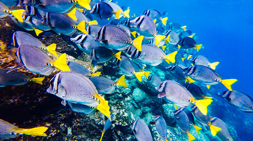 A large school of blue and yellow tropical fish swim by underwater rocks in the Galápagos Islands.