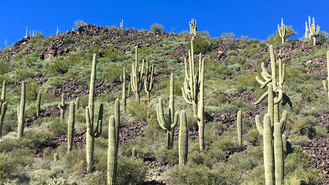 On the Road: Saguaro, Joshua Tree & Death Valley National Parks