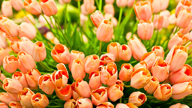 London England Chelsea Flower Show