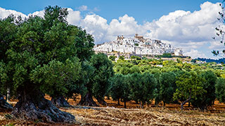 The white city of Ostuni, Italy, sits on a hill above an ancient grove of gnarled, green olive trees.