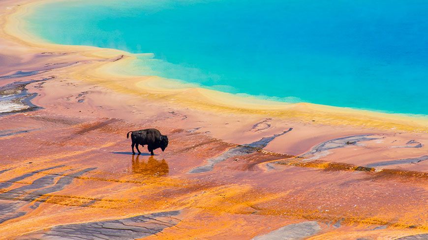 A bison stands on the colorful orange and yellow earth next to the bright blue water of a hot spring in Yellowstone National Park.