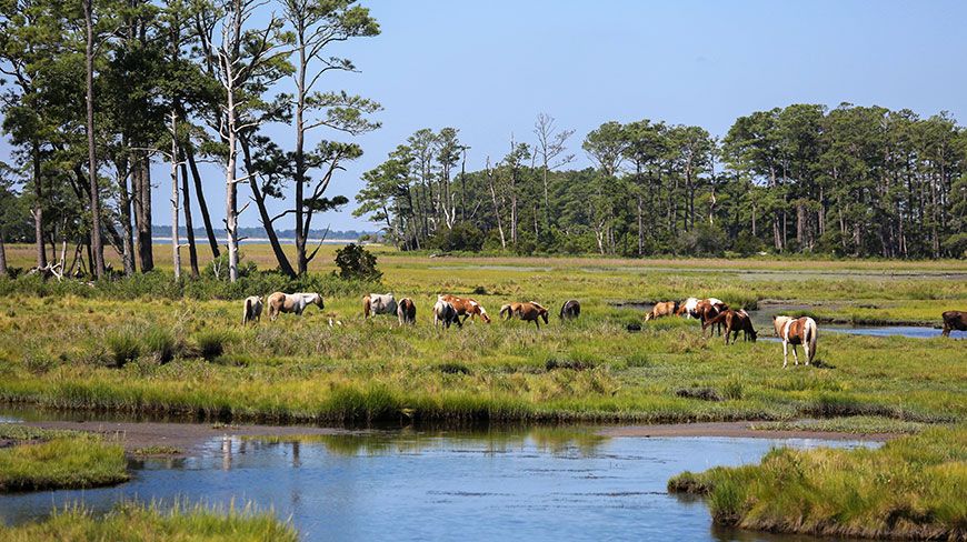 Wild Chincoteague ponies graze in a sunny, green marsh beside a waterway at the Chincoteague National Wildlife Refuge in Virginia.