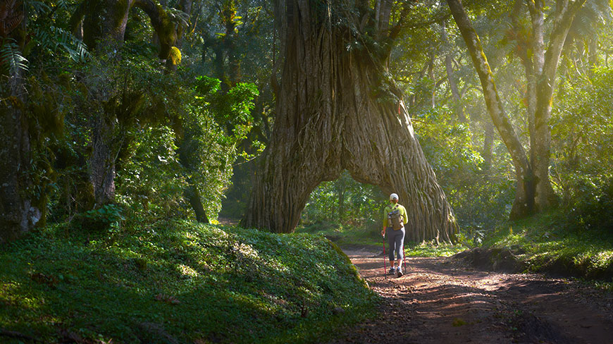 A hiker walks on a trail through a lush, green forest in Tanzania, passing under the arch of a massive strangler fig tree.