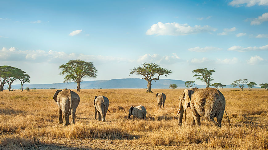 A herd of elephants walks through the grassy savanna of the Serengeti in Tanzania.