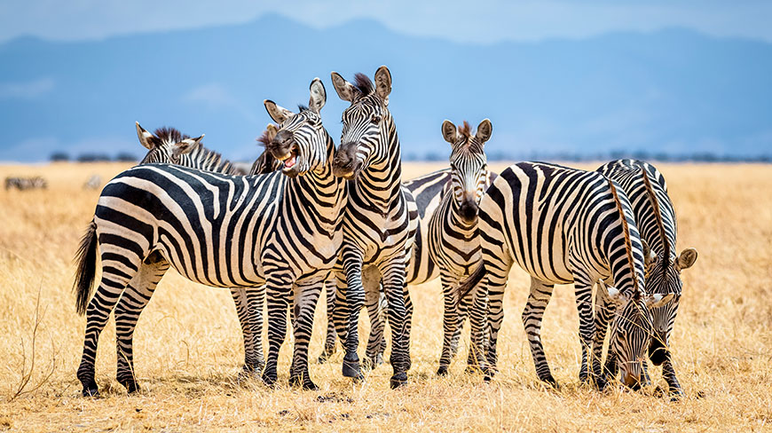 A herd of zebras stands together in a golden, grassy field in Tarangire National Park, Tanzania, with mountains in the background.