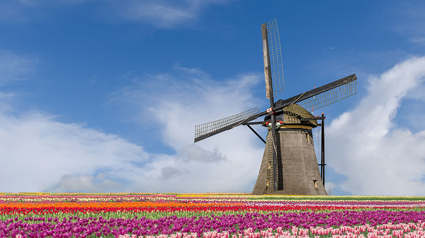 A classic Dutch windmill stands behind a vibrant field of colorful tulips in the Netherlands under a blue sky.
