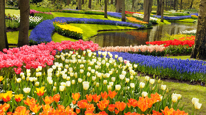 Colorful tulips and other flowers bloom in vibrant beds alongside a winding stream at Keukenhof Gardens in the Netherlands.