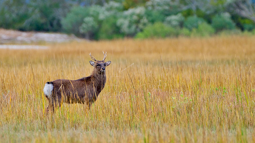 A sika elk stands in a field of tall, golden grass in Chincoteague, Virginia, looking toward the camera.