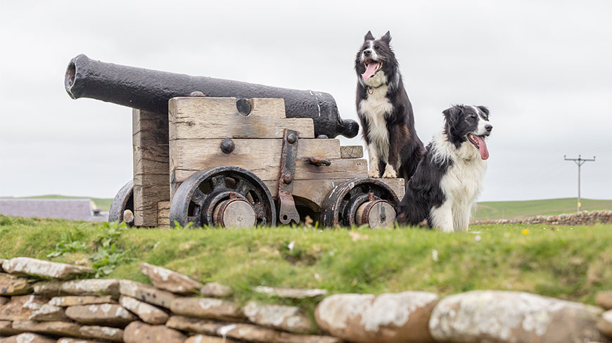 Two border collies pose next to an old cannon on a wooden carriage on a grassy hill in Scotland.