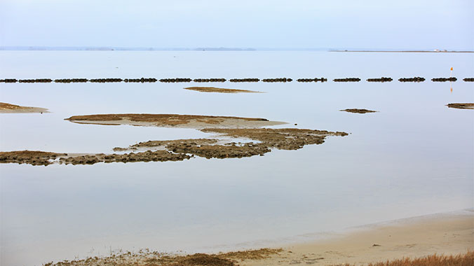 Chincoteague Island Sea to Table