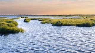 Chincoteague Island Sea to Table