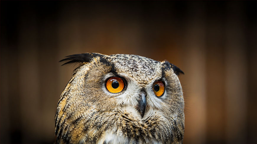 A close-up photograph of a great horned owl with bright orange eyes looking intently forward.