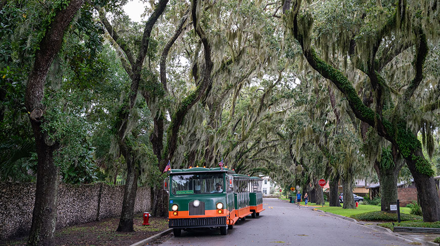 A green and orange trolley drives down a road canopied by large oak trees with Spanish moss in St. Augustine, Florida.