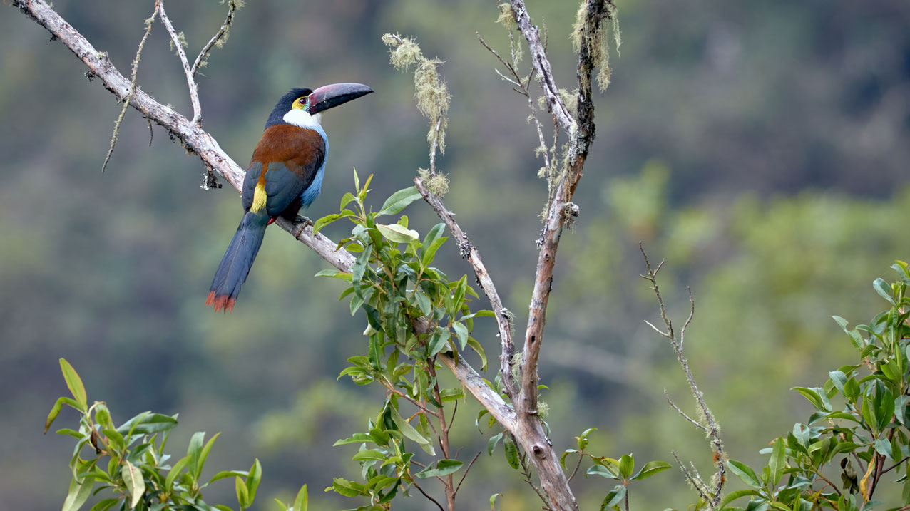 Black-billed Mountain Toucan