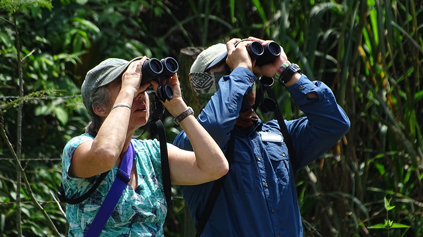 Two birdwatchers use binoculars to look up at the trees in a lush forest in Ecuador.