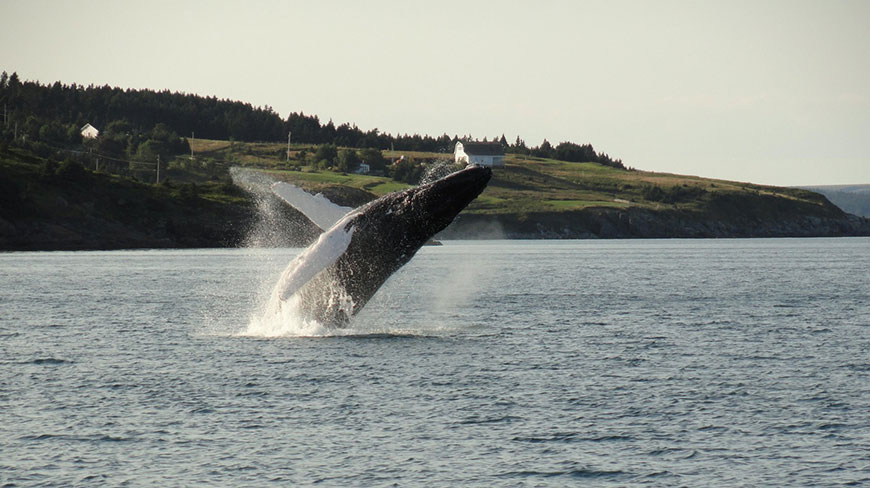 A humpback whale breaches out of the water off the coast of Newfoundland and Labrador.
