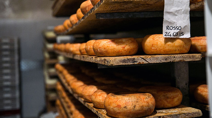 Artisanal wheels of Tuscan cheese age on rustic wooden shelves in a cellar in Montepulciano, Italy.
