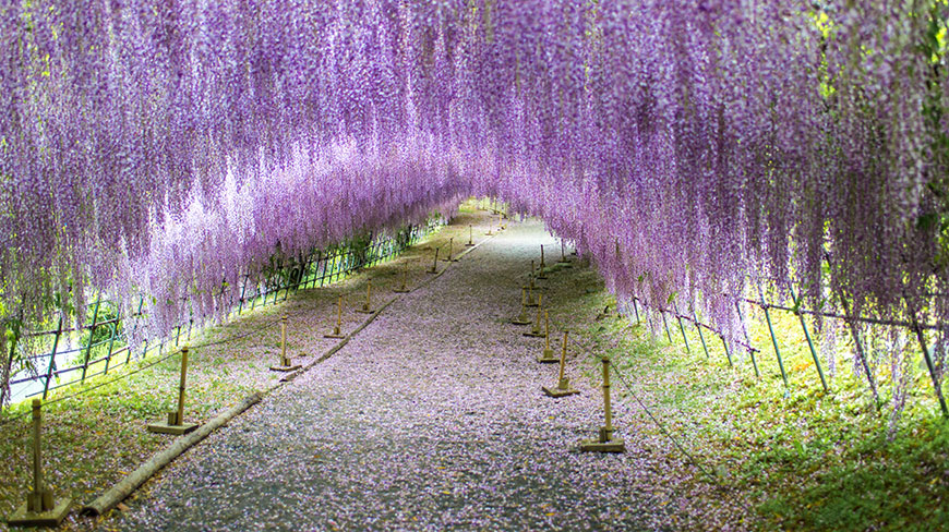 A long pathway arches under a canopy of hanging purple wisteria flowers in a garden in Fukuoka, Japan.