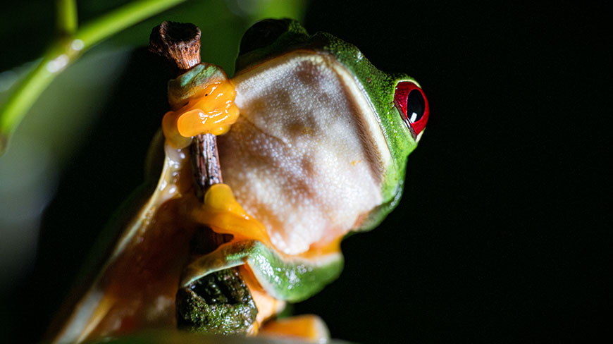A macro shot of a green red-eyed tree frog with a white belly clinging to a small branch at night.