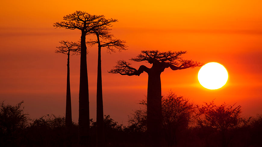 Silhouette of baobab trees against a vibrant orange sunset in Madagascar.