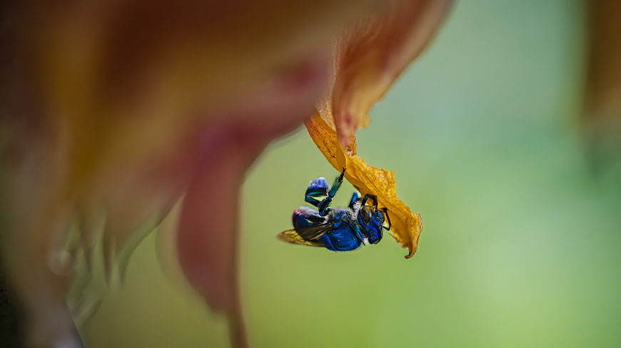 A macro photo shows a brilliant metallic blue bee hanging upside down from a yellow-orange flower petal against a soft green background.
